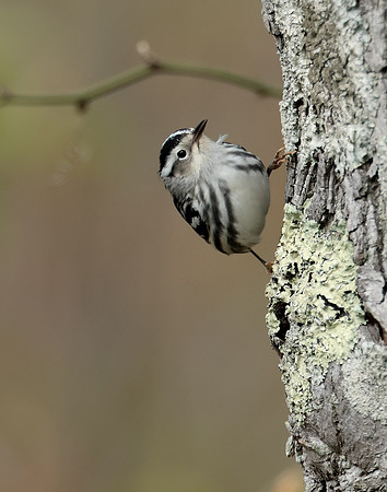 Black & White Warbler Mniotilta varia