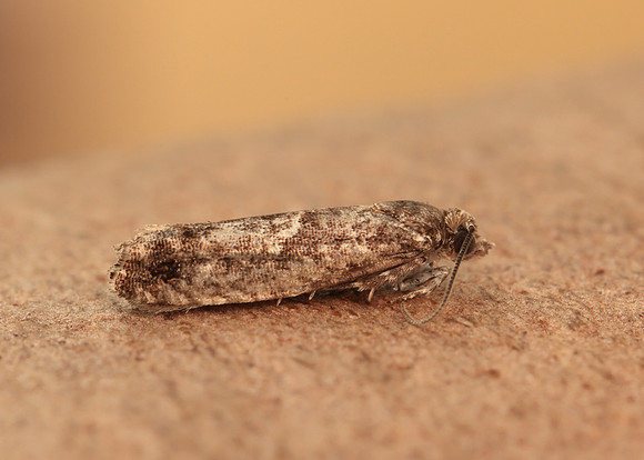 49.240 BF1136 Epinotia immundana