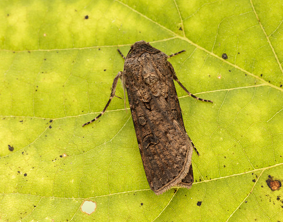 73.319 BF2087 Turnip Moth Agrotis segetum