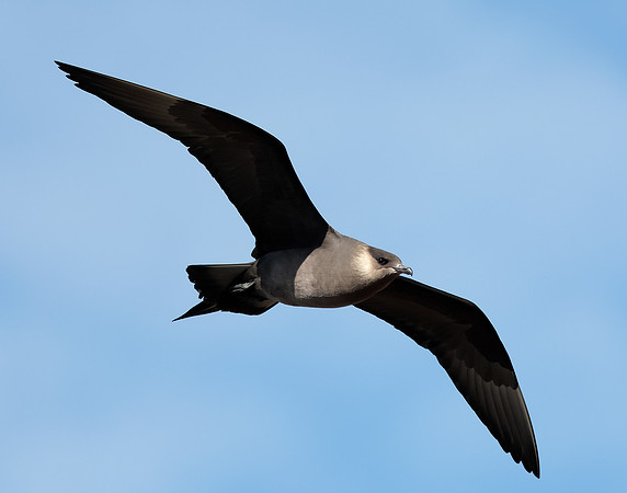 Arctic Skua Stercorarius parasiticus