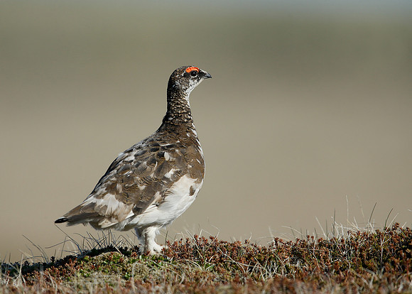 Ptarmigan Lagopus mutus
