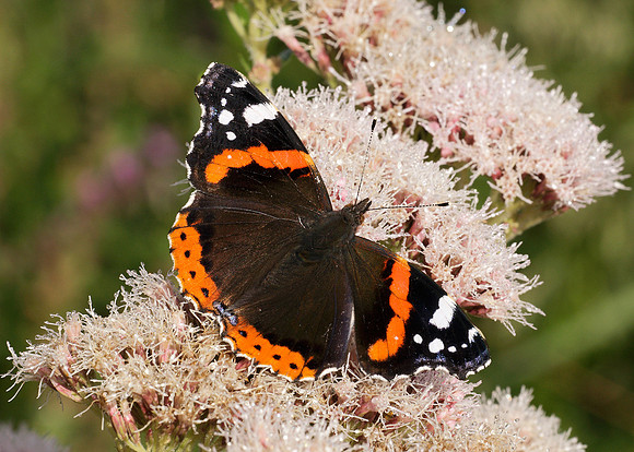 Red Admiral Vanessa atalanta