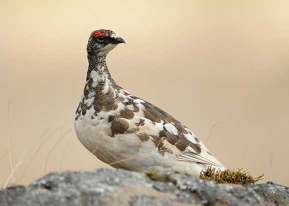 Ptarmigan Lagopus mutus