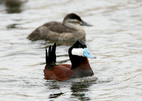 Ruddy Duck Oxyura jamaicensis