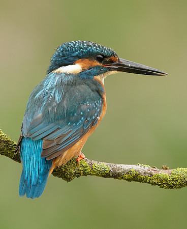 Kingfisher Alcedo atthis
