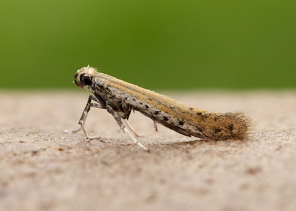 15.015 BF294 Aspilapteryx tringipennella