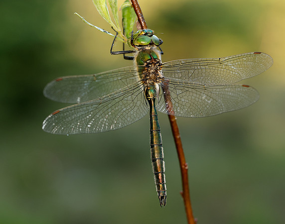 Brilliant Emerald Somatochlora metallica