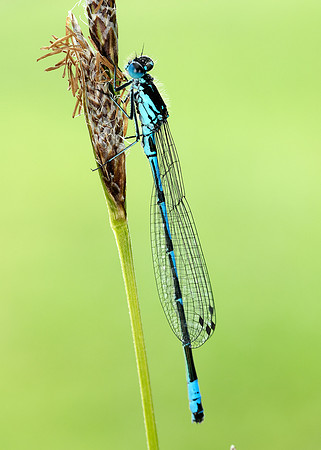 Variable Damselfly Coenagrion pulchellum