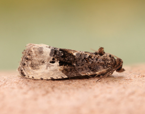 49.156 BF1083 Marbled Orchard Tortrix Hedya nubiferana