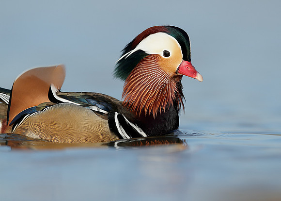 Mandarin Aix galericulata