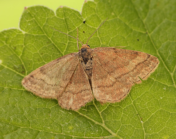 70.022 BF1688 Tawny Wave Scopula rubiginata