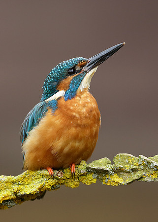 Kingfisher Alcedo atthis