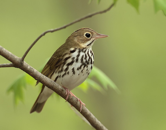 Ovenbird Seiurus aurocapilla