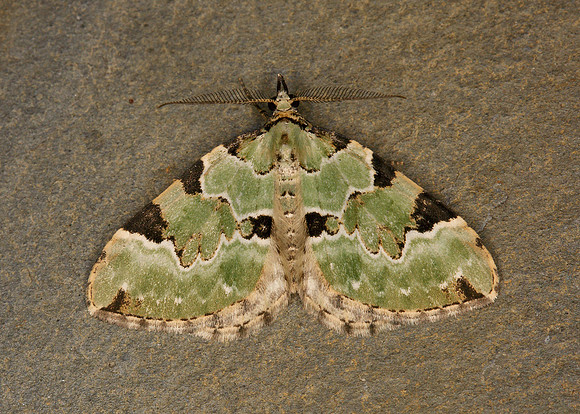 70.100 BF1776 Green carpet Colostygia pectinataria