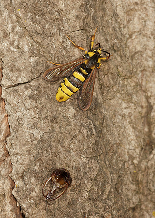 52.002 BF0370 Hornet Moth Sesia apiformis