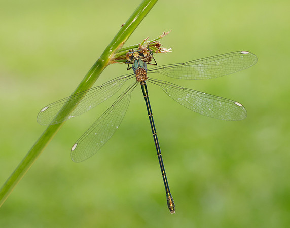 Willow Emerald Chalcolestes viridis