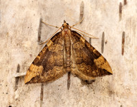 70.091 BF1756 Northern Spinach Eulithis populata