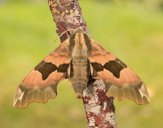 69.001 BF1979 Lime Hawk-moth Mimas tiliae