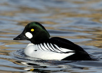 Goldeneye Bucephala clangula