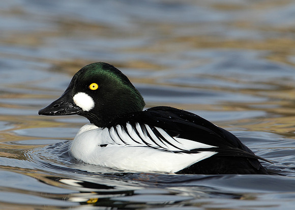 Goldeneye Bucephala clangula