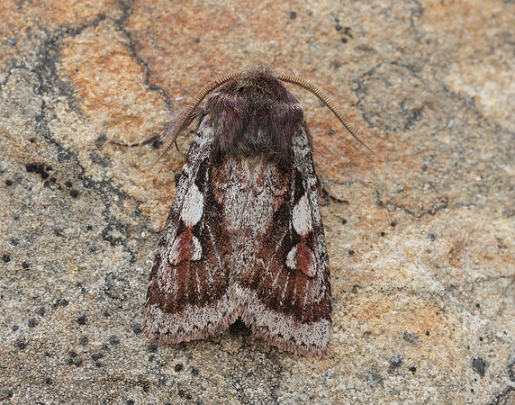 73.363 BF2125 Northern Dart Xestia alpicola