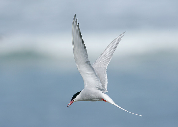 Arctic Tern Sterna paradisaea