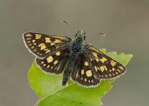 Chequered Skipper Carterocephalus palaemon