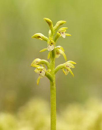 Coralroot Orchid Corallorhiza trifida