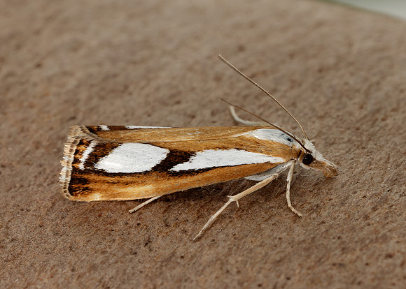 63.096 BF1310 Catoptria permutatellus