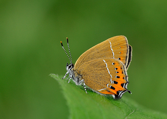 Black Hairstreak Satyrium pruni