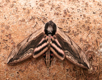 69.006 BF1976 Privet Hawk-moth Sphinx ligustri