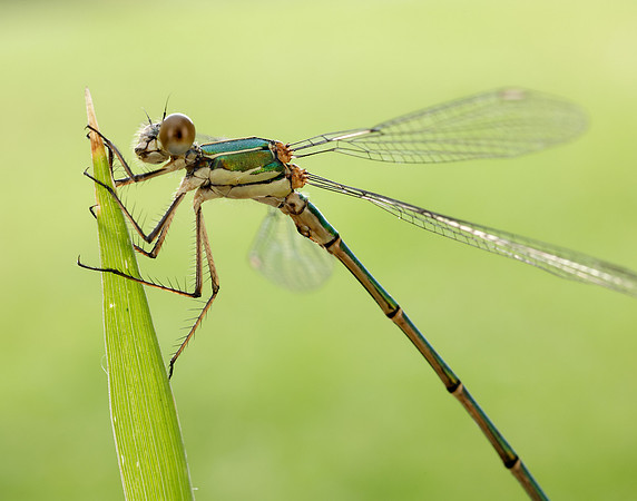 Willow Emerald Chalcolestes viridis