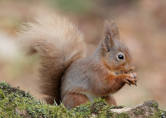 Red Squirrel Sciurus vulgaris