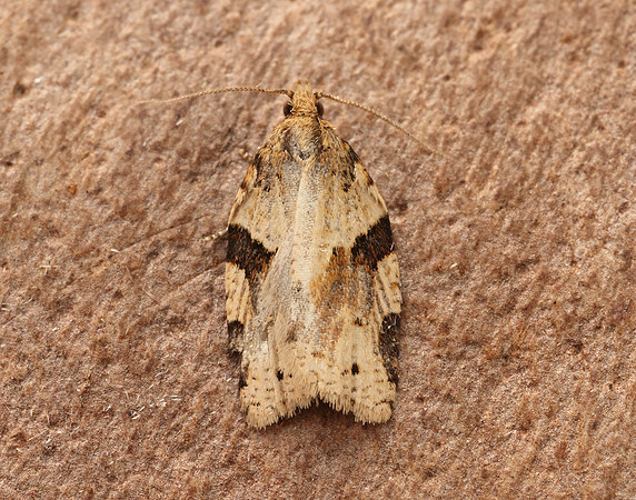 49.037 BF993 Cyclamen Tortrix Clepsis spectrana
