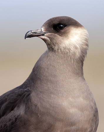 Arctic Skua Stercorarius parasiticus