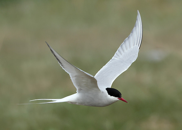 Arctic Tern Sterna paradisaea
