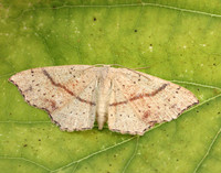 70.036 BF1680 Maiden's Blush Cyclophora punctaria