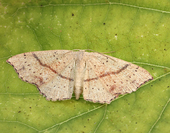 70.036 BF1680 Maiden's Blush Cyclophora punctaria