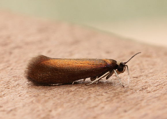 13.002 BF447 Roeslerstammia erxlebella