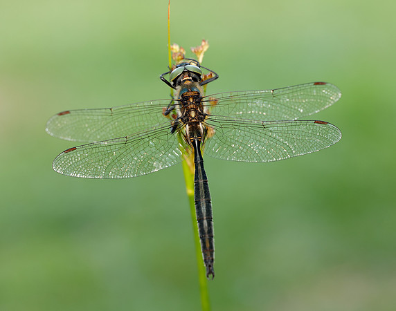 Northern Emerald Somatochlora arctica