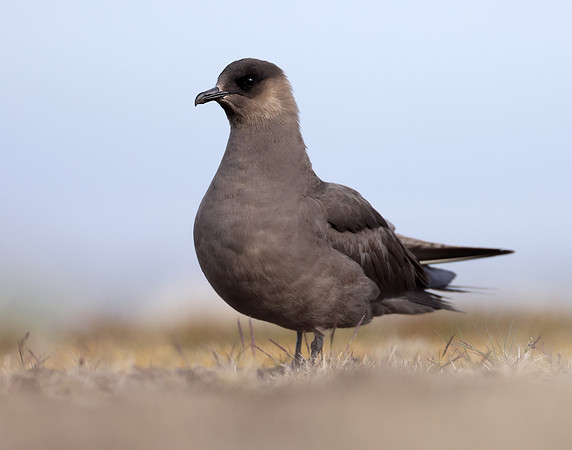 Arctic Skua Stercorarius parasiticus