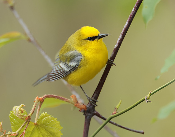 Blue-winged Warbler Vermivora cyanoptera