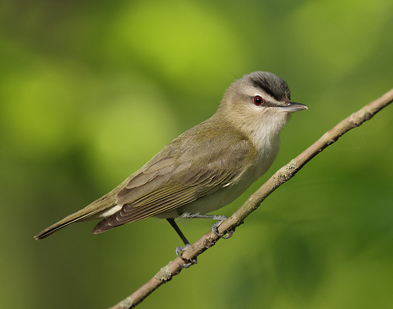 Red-eyed Vireo Vireo olivaceus