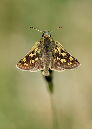 Chequered Skipper Carterocephalus palaemon