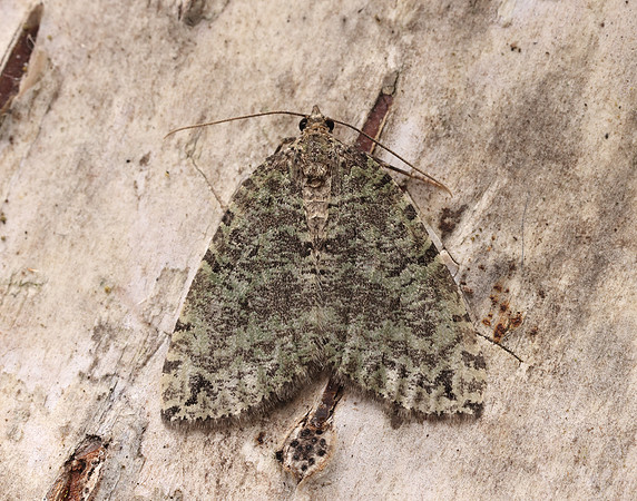 70.074 BF1777 July Highflyer Hydriomena furcata