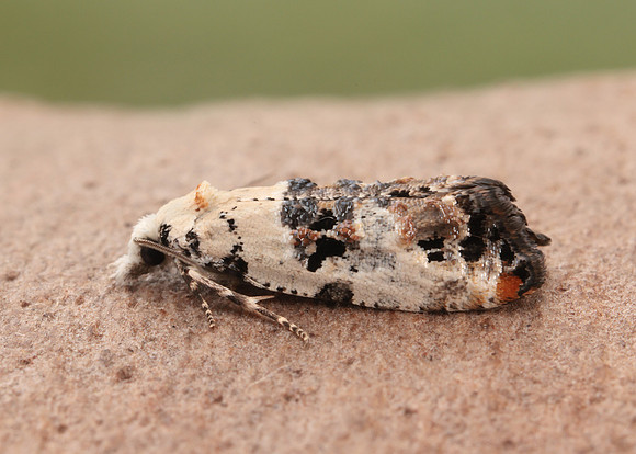 49.094 BF923 Phtheochroa sodaliana