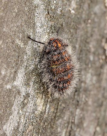 70.249 BF1929 Rannoch Brindled Beauty Lycia lapponaria