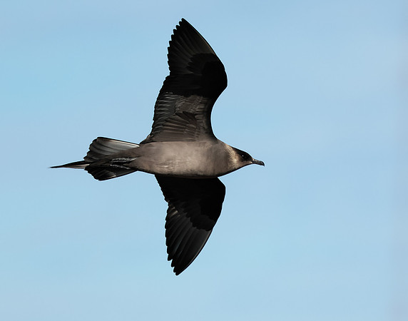 Arctic Skua Stercorarius parasiticus