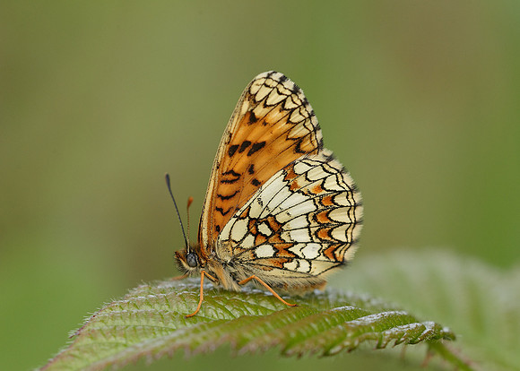 Heath Fritillary Melitaea athalia