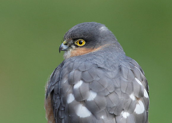 Sparrowhawk Accipiter nisus
